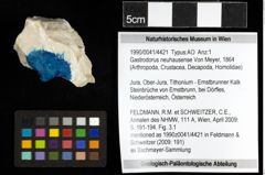 Foto (Objekt + Etiketten) von Gastrodorus neuhausense (Von Meyer, 1864) 